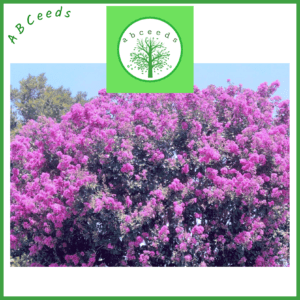 Lagerstroemia flos reginae (NN)