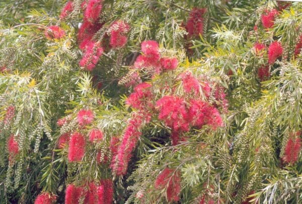 Callistemon viminalis - syn. Melaleuca - Weeping bottlebrush (AN) - Image 3