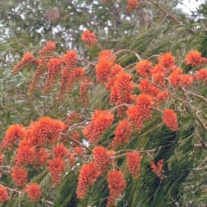 Colvillea racemosa (NN)