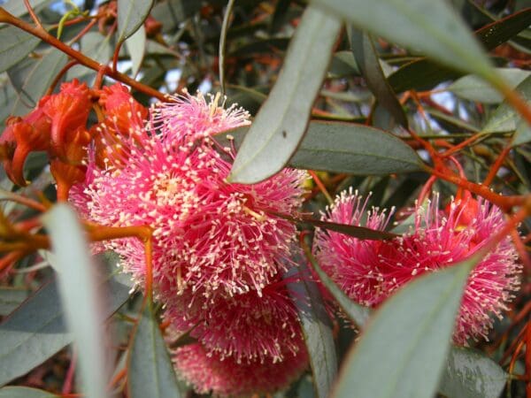Corymbia Ficifolia cv Pink - Eucalyptus/Gum Tree (pink form) (AN) - Image 3
