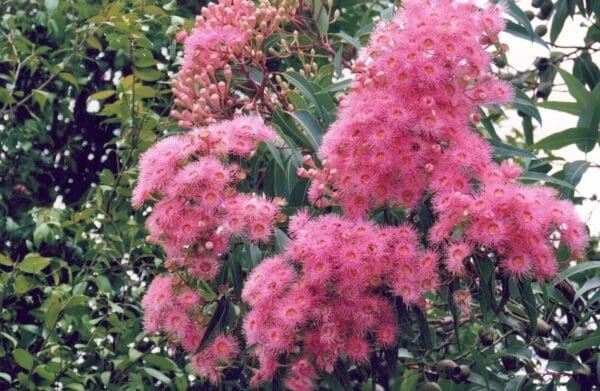 Corymbia Ficifolia cv Pink - Eucalyptus/Gum Tree (pink form) (AN) - Image 4
