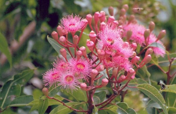 Corymbia Ficifolia cv Pink - Eucalyptus/Gum Tree (pink form) (AN) - Image 6