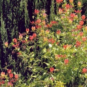 Gloriosa superba (C)