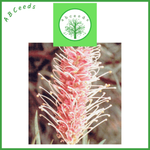 Grevillea misty pink - Spider Flower (AN)