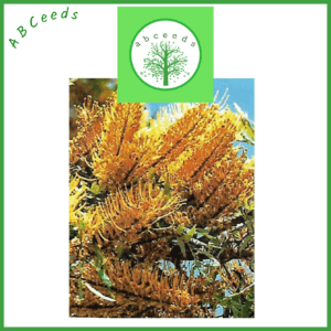 Grevillea Robusta - Yellow/Orange - Silky Oak (AN)