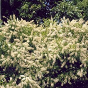 Melaleuca Leucadendra - Weeping paperbark (AN)