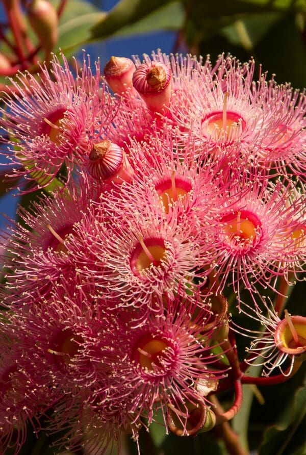 Corymbia Ficifolia cv Pink - Eucalyptus/Gum Tree (pink form) (AN) - Image 2