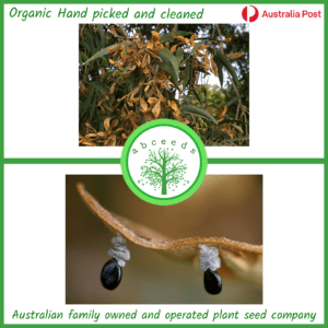 Acacia disparrima - Southern Salwood Shrub (AN)
