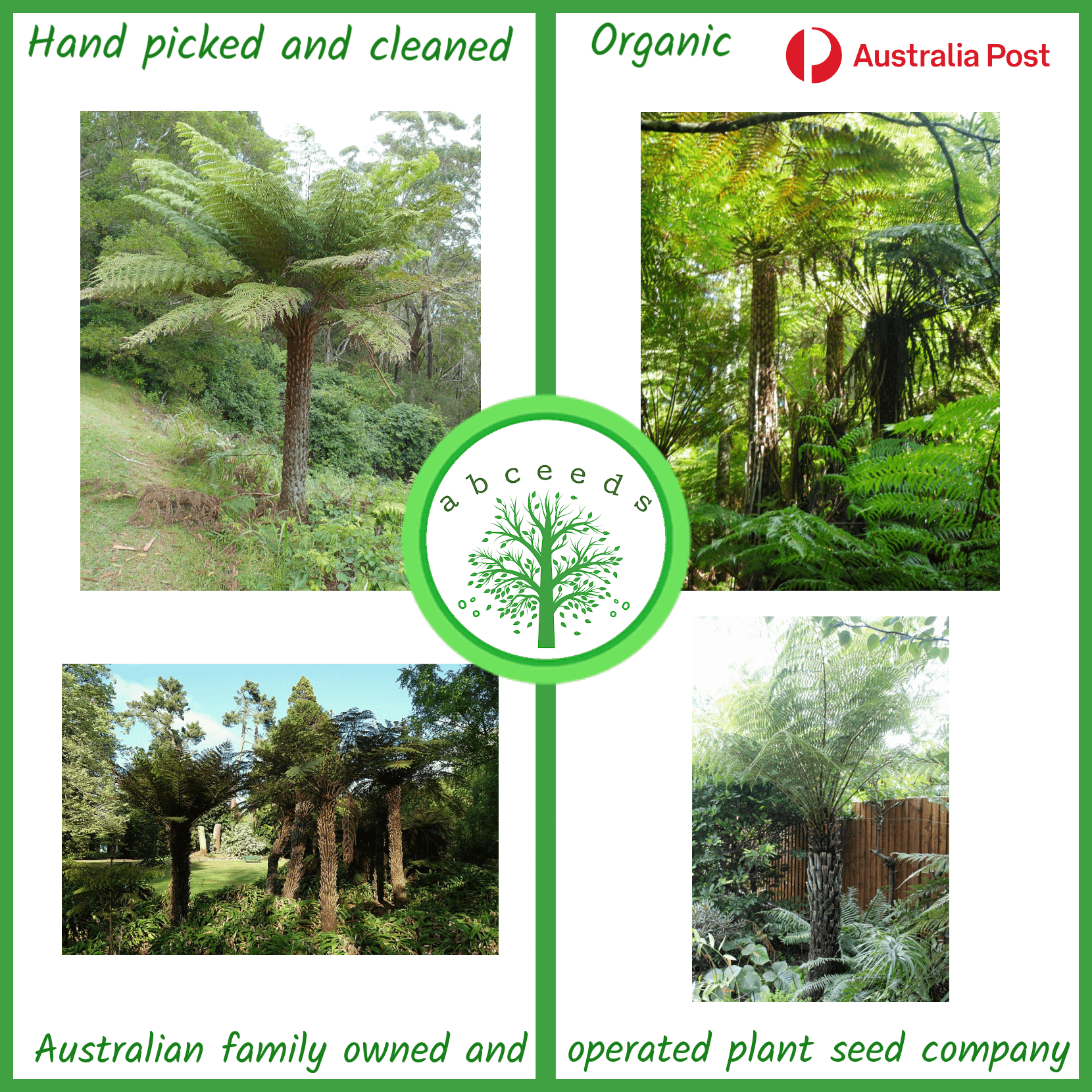 Alsophila australis (syn. Cyathea australis) – Rough Tree Fern(F)