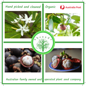 Atractocarpus Fitzalanii - Brown Gardenia (AN)