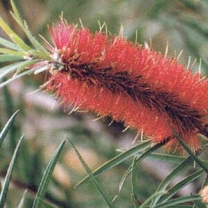 Callistemon Rigidus - Stiff Bottlebrush (AN)
