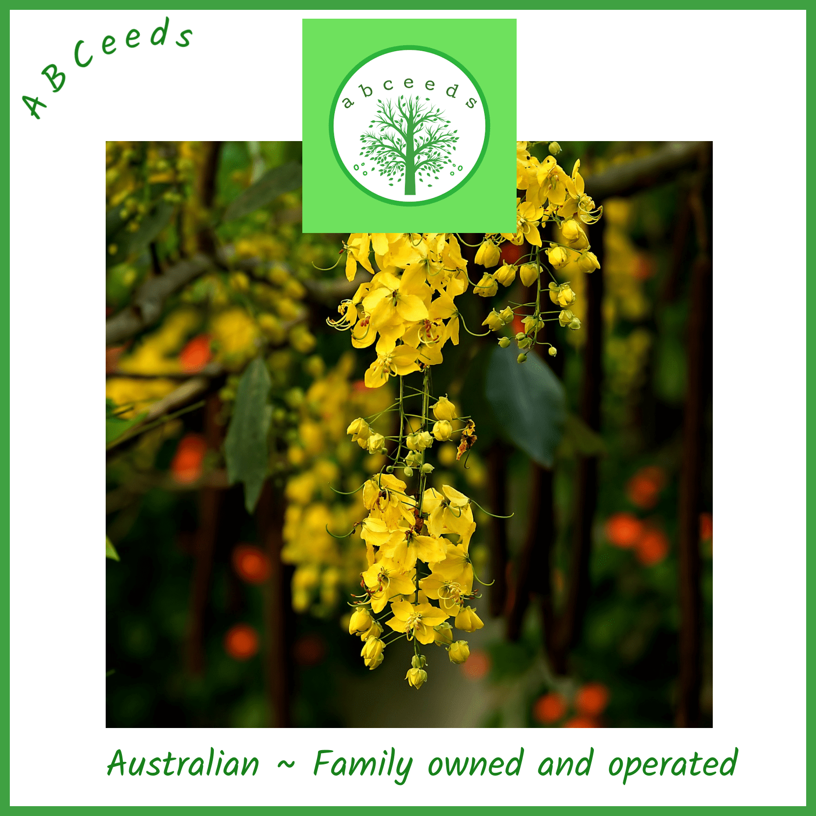 Cassia Tomentella - Velvet bean tree (AN)