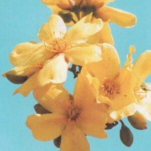 Cochlospermum Gillivraei - Kapok Bush (AN)