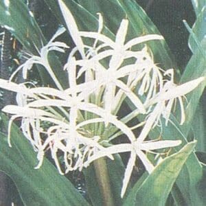 Crinum pedunculatum - Salt lily - Wholesale
