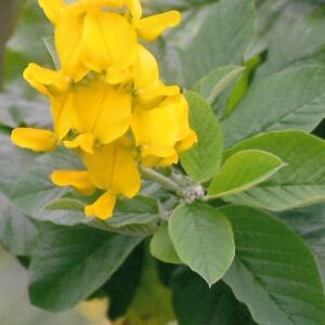 Crotalaria semperflorens (NN)