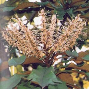 Darlingia Ferruginea - Brown Silky Oak or Rose Silky Oak (AN)