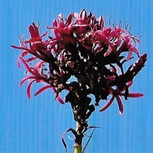 Doryanthes excelsa (FW)