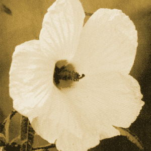 Hibiscus Heterophyllus - Native Rosella (AN)