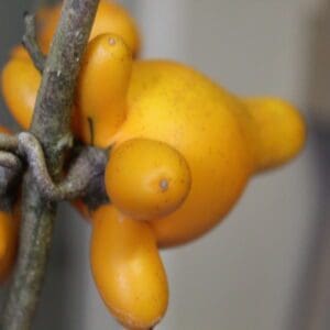 Solanum mammosum - Nipple fruit (ornamental)