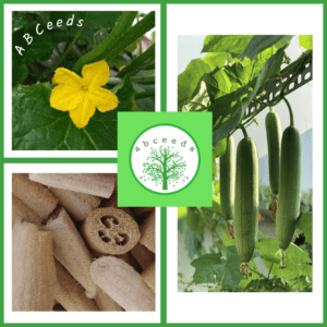 Edible Plant Seed Shop