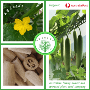 Luffa cylindrica - Loofah (E)