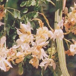 Moringa oleifera (NN)