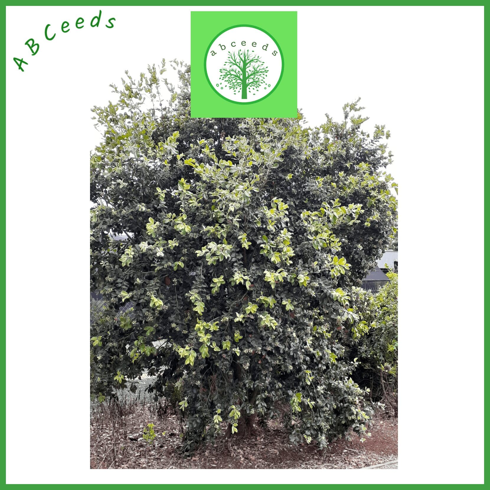 Metrosideros excelsa - New Zealand Christmas tree (NN) - Image 3