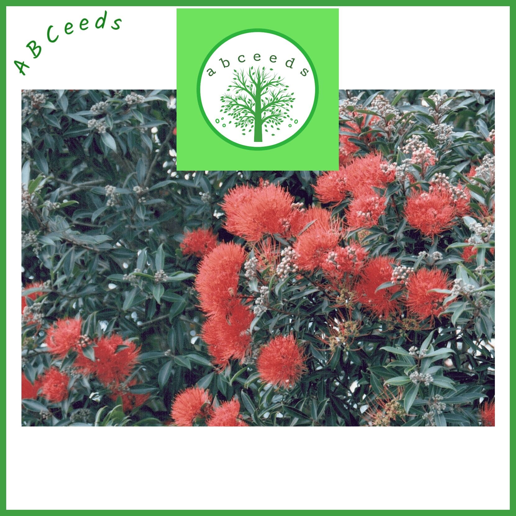 Metrosideros excelsa - New Zealand Christmas tree (NN) - Image 2