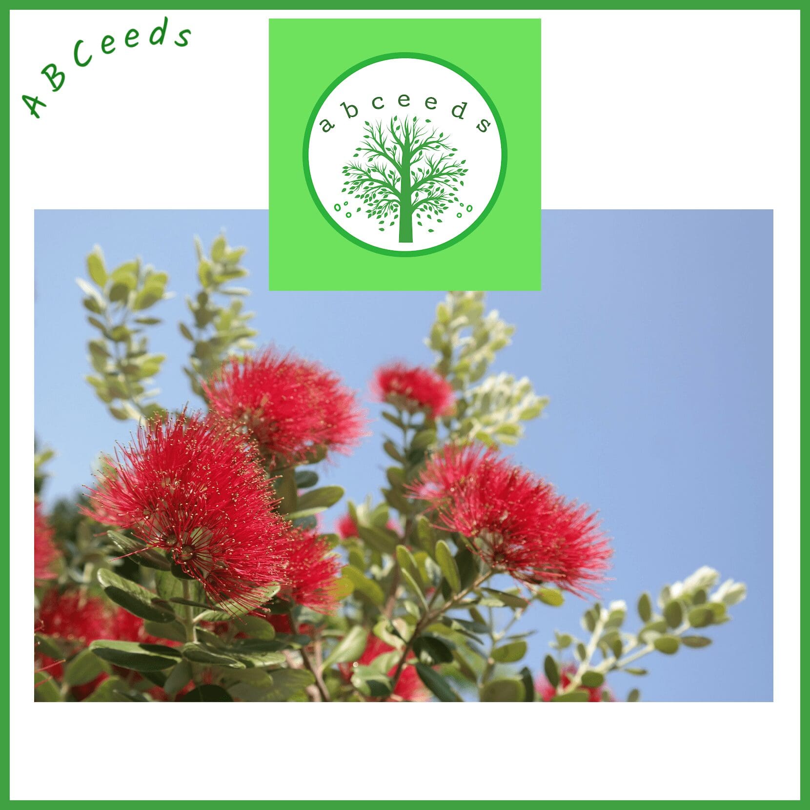 Metrosideros excelsa - New Zealand Christmas tree (NN)