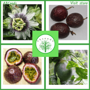 Passiflora Medium Purple - Passionfruit