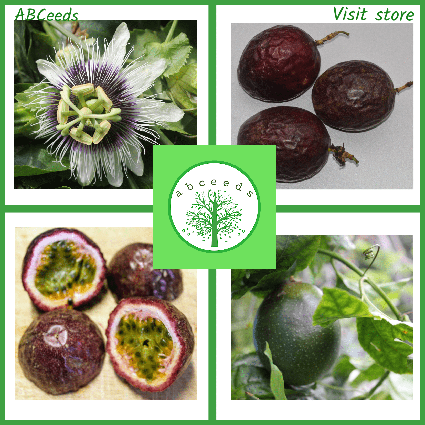 Passiflora Medium Purple - Passionfruit