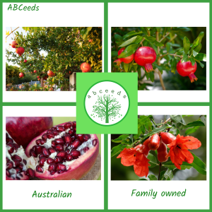 Punica granatum (E) - Pomegranate