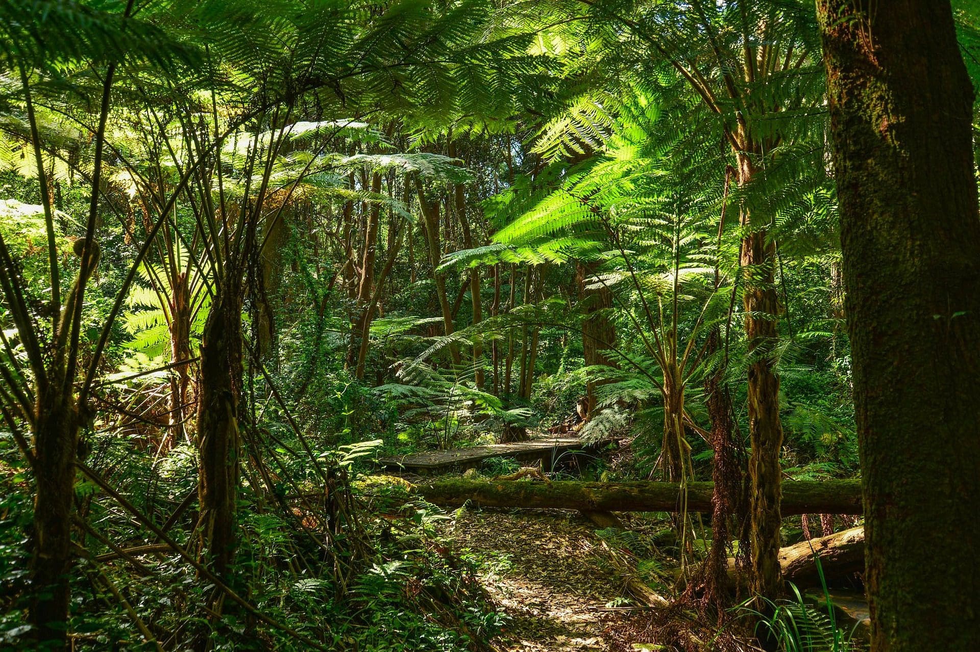Alsophila australis (syn. Cyathea australis) – Rough Tree Fern(F) - Image 2
