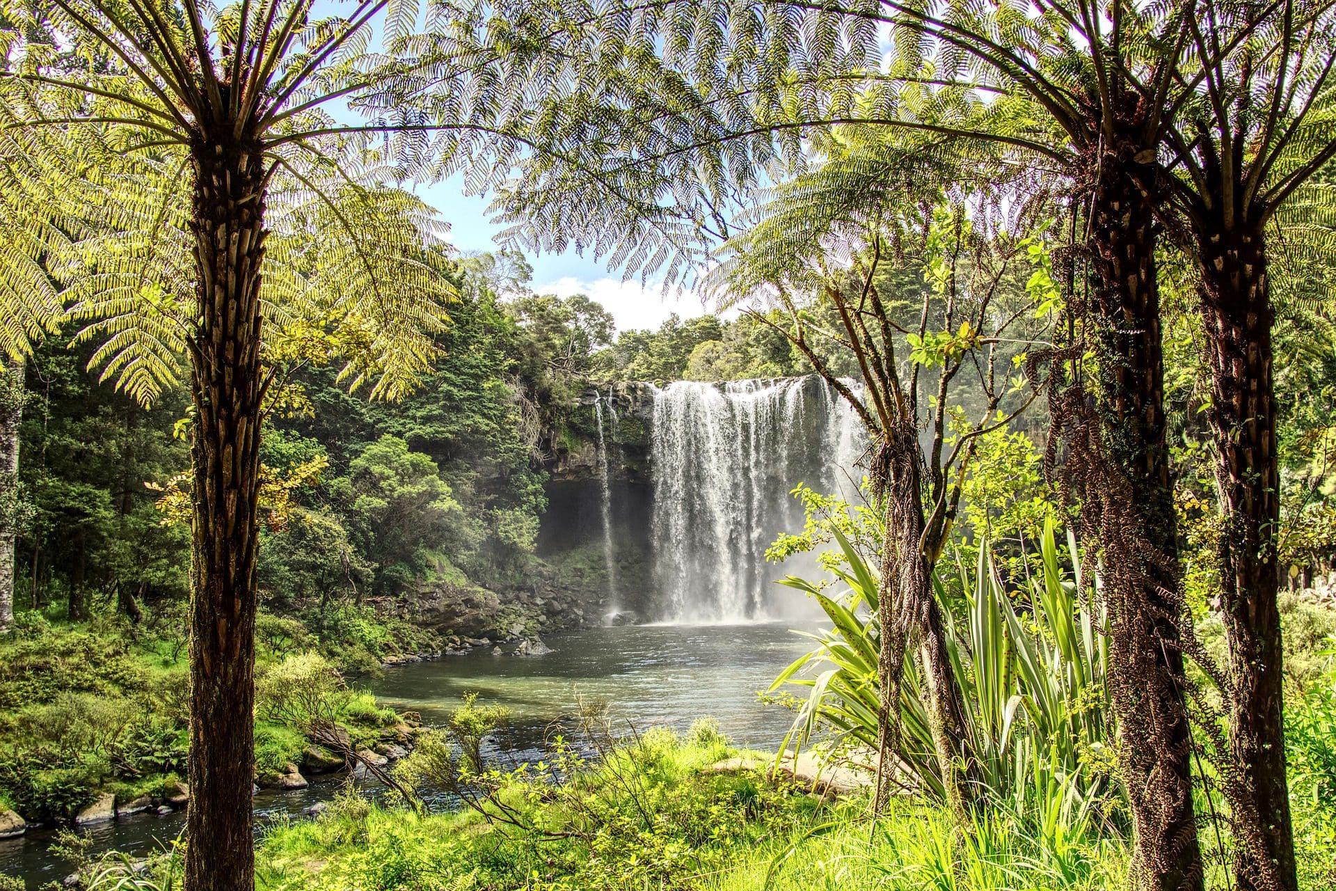 Alsophila australis (syn. Cyathea australis) – Rough Tree Fern(F) - Image 3