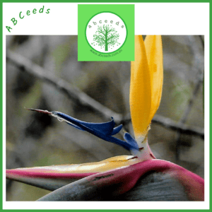 Strelitzia reginae cv mandela's gold (O)