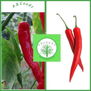 Capsicum annuum - long red chilli (E)