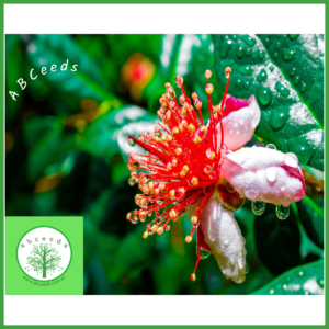 Acca sellowiana - Feijoa or pineapple guava (NN)