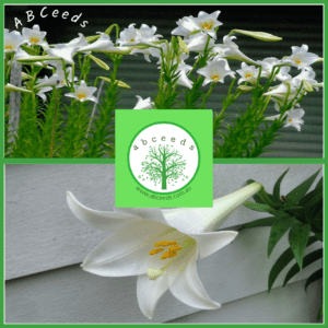 Lilium Philippinense - Philippine Lily (FW)