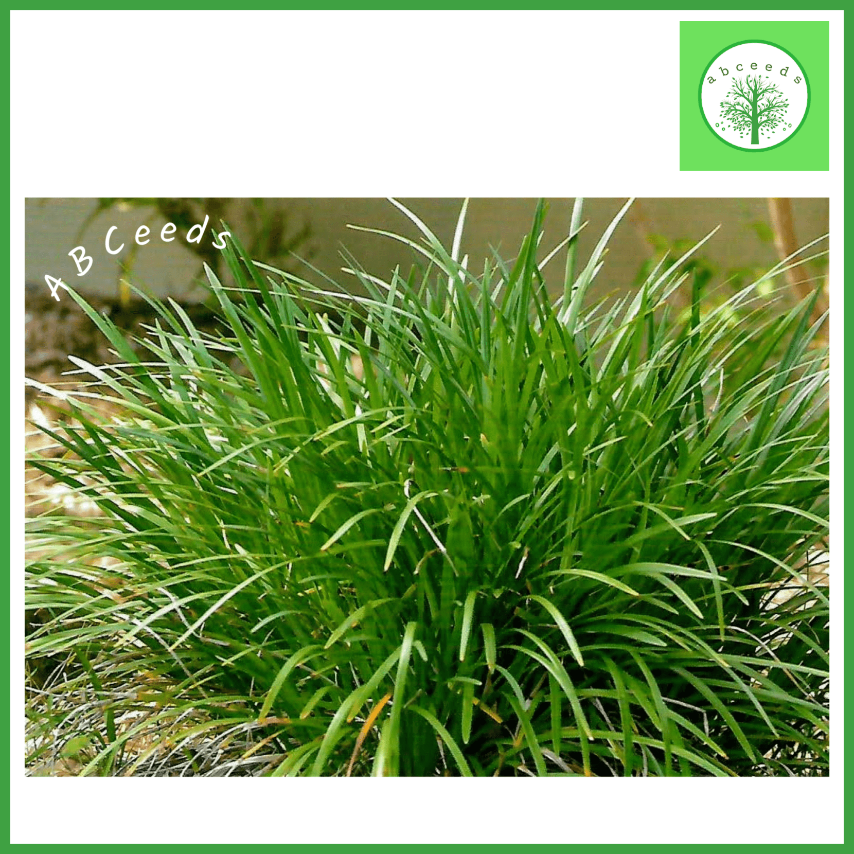 Liriope muscari (O) - 'Evergreen Giant' (Large Lilyturf)