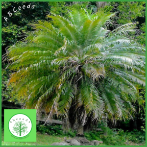 Mature Dwarf Date Palm (Phoenix roebelenii) in a tropical garden