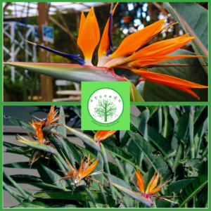 Ornamental Plant Seed Shop