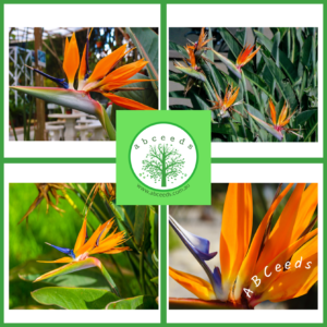 Strelitzia reginae - dwarf (O)