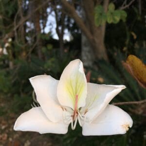 Bauhinia variegata - white (NN)
