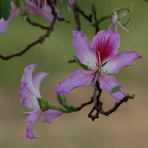 Bauhinia purpurea - purple (NN)