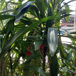 Cordyline manners-suttoniae (O)