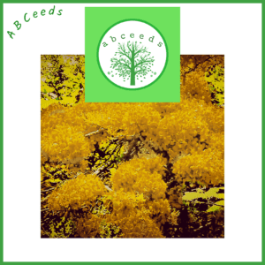 Delonix regia var. flavida (NN)