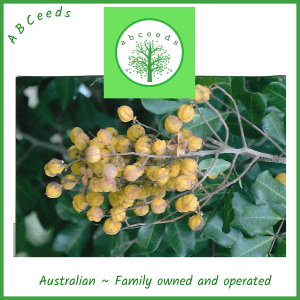 Cupaniopsis Anacardioides - Tuckeroo (AN)