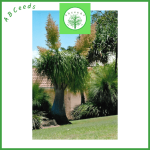 Beaucarnea recurvata (ponytail palm) (O)
