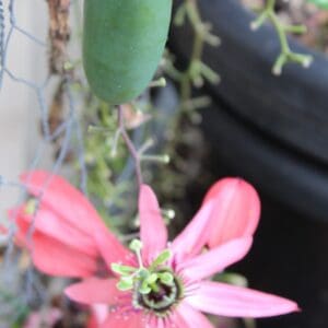 Passiflora racemosa - Passionfruit