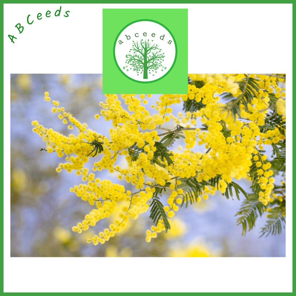 Australian Native Tree and Shrub Seed Shop/ABCeeds